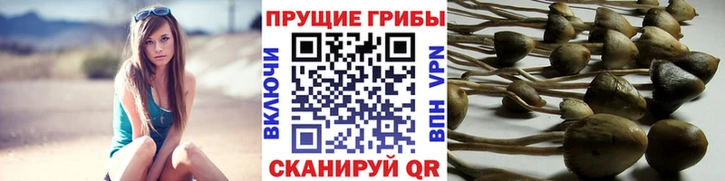 наркотики  Одинцово  KRAKEN   Галлюциногенные грибы Psilocybine cubensis 